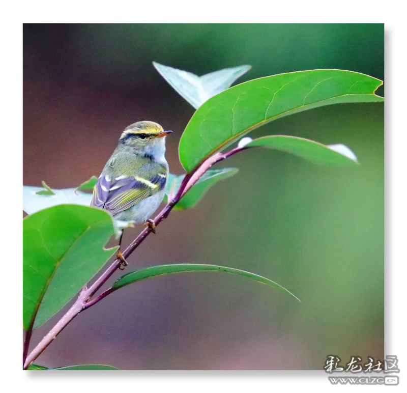 袖珍小鸟娇莺鸟