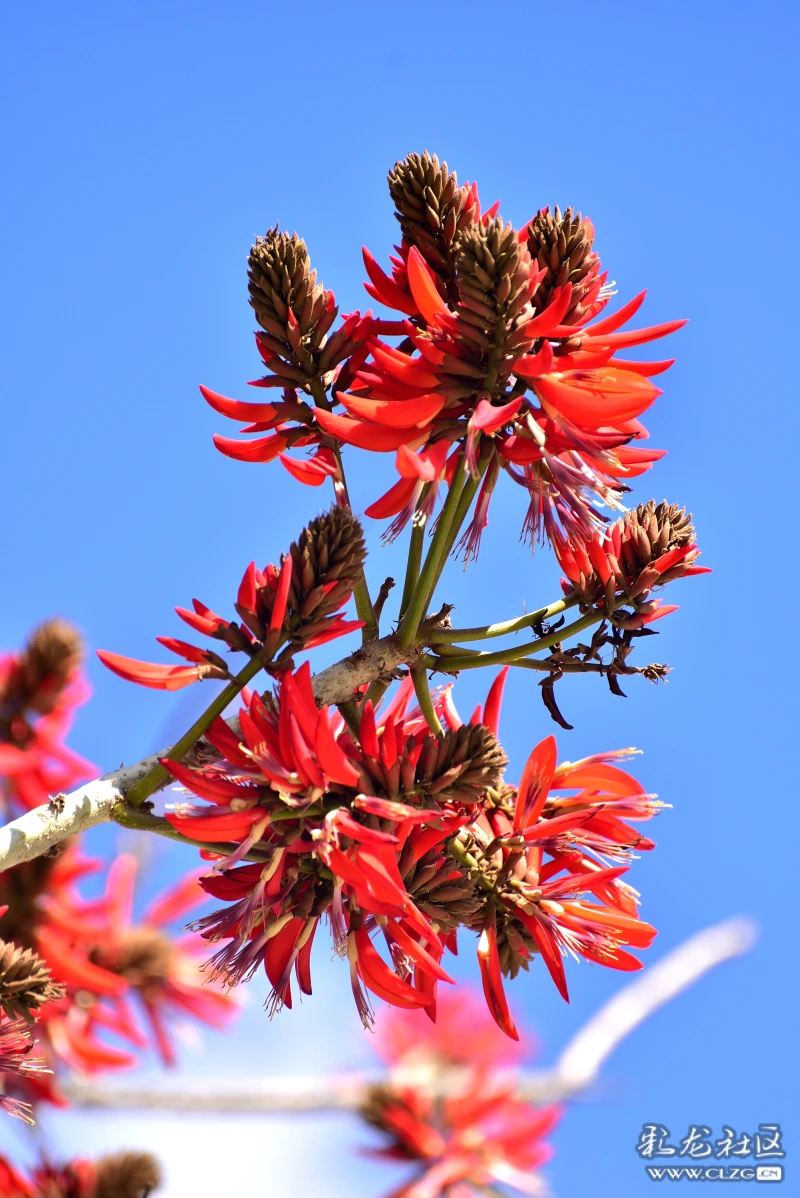 虎年立春日刺桐花正红