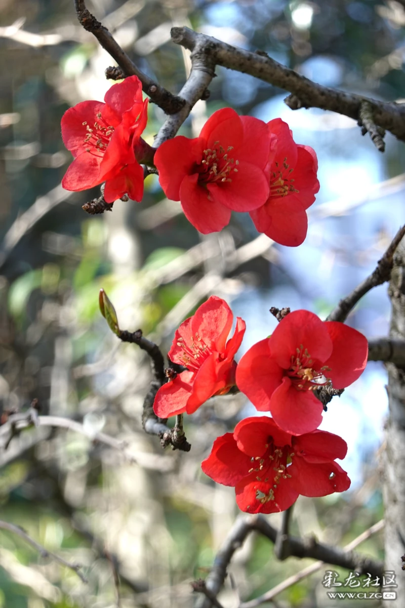 红红火火木瓜花