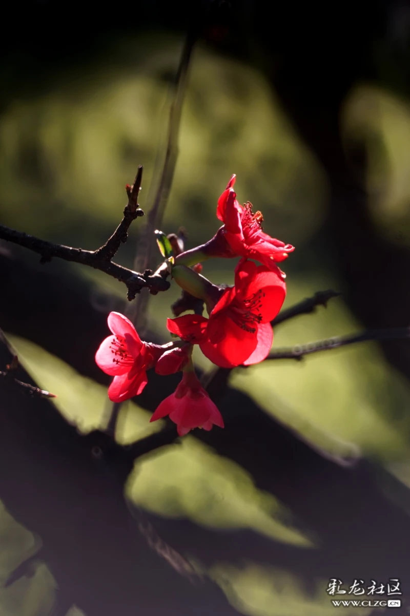 欢欢喜喜过大年,红红火火迎新春满园春风满园春,鸟鸣花红时时红千株