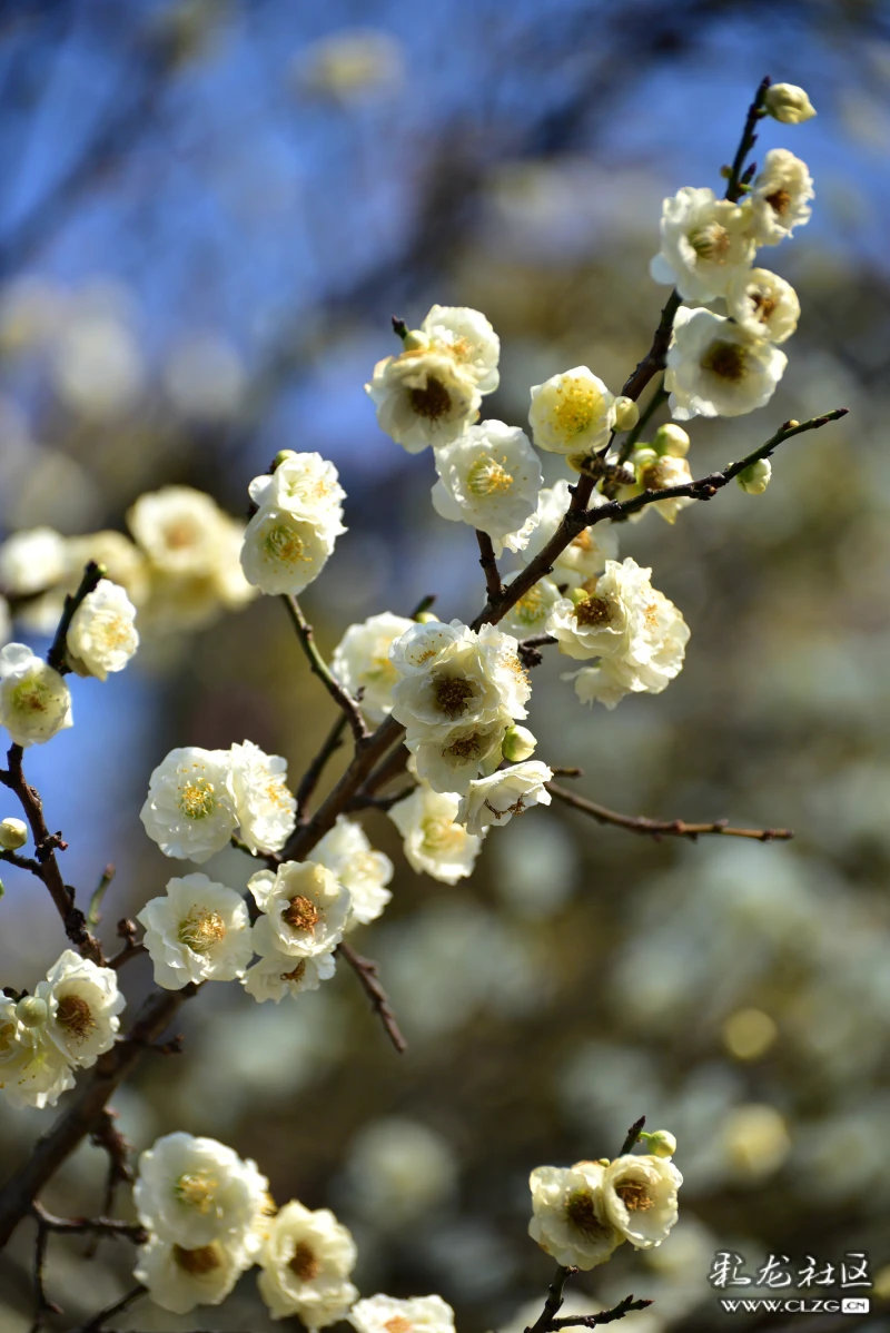 大观楼公园的白梅花