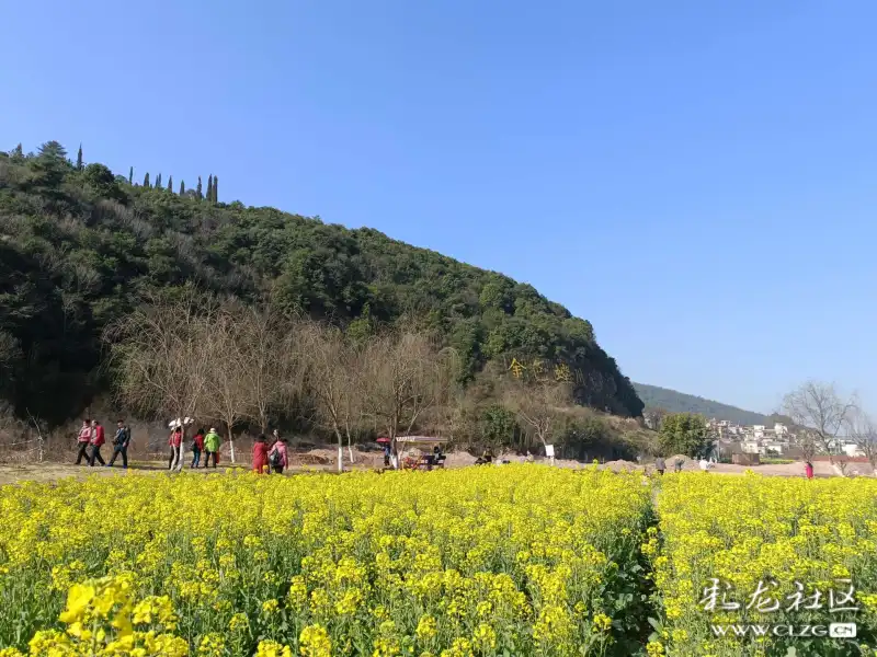 安宁温泉牧羊湖的彩色油菜花飘香