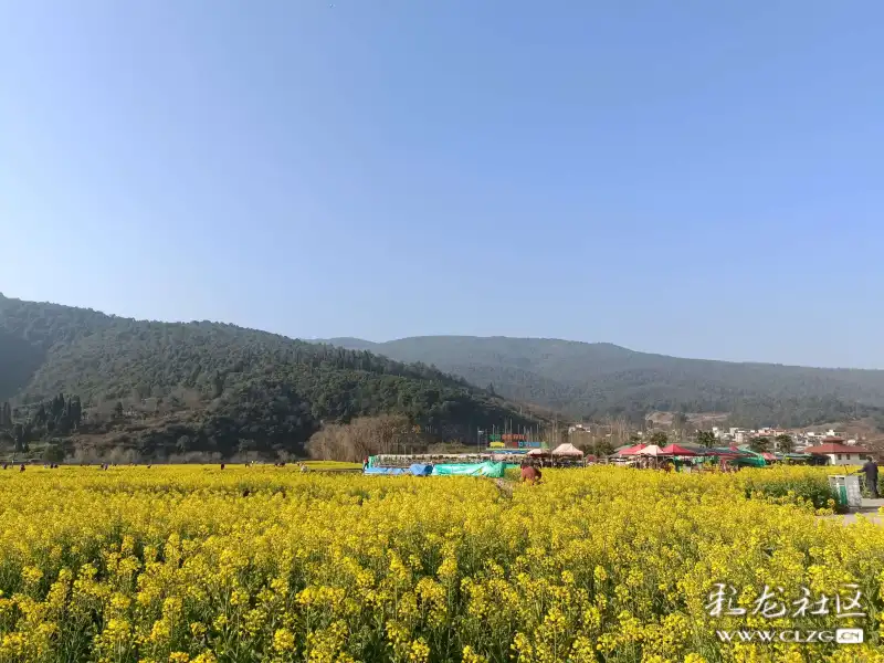 安宁温泉牧羊湖的彩色油菜花飘香
