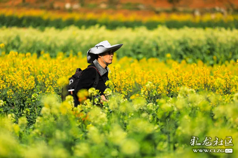 藏在山谷里的世外桃源安宁温泉甸中村彩色油菜花海进入盛花期等你来