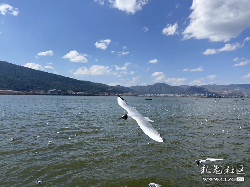 海鸥离昆日期渐近来海埂大坝跟小精灵说声来年再见