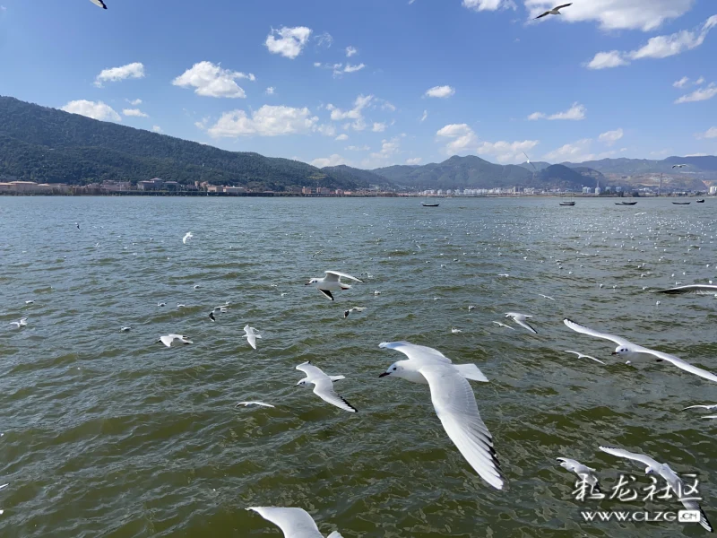 海鸥离昆日期渐近来海埂大坝跟小精灵说声来年再见