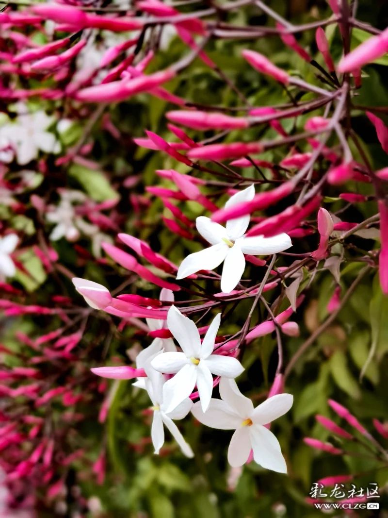 素馨花别名素英耶悉茗花野悉蜜大花茉莉四季茉莉