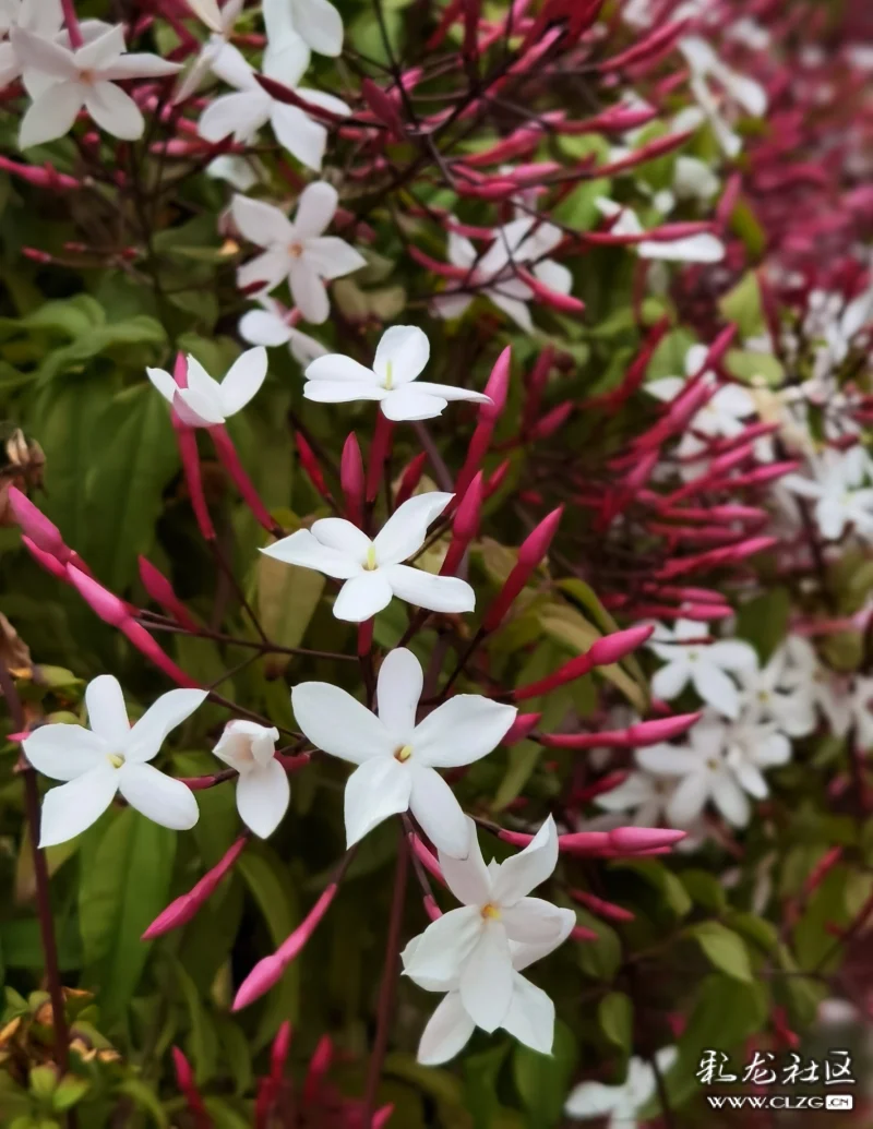 素馨花别名素英耶悉茗花野悉蜜大花茉莉四季茉莉