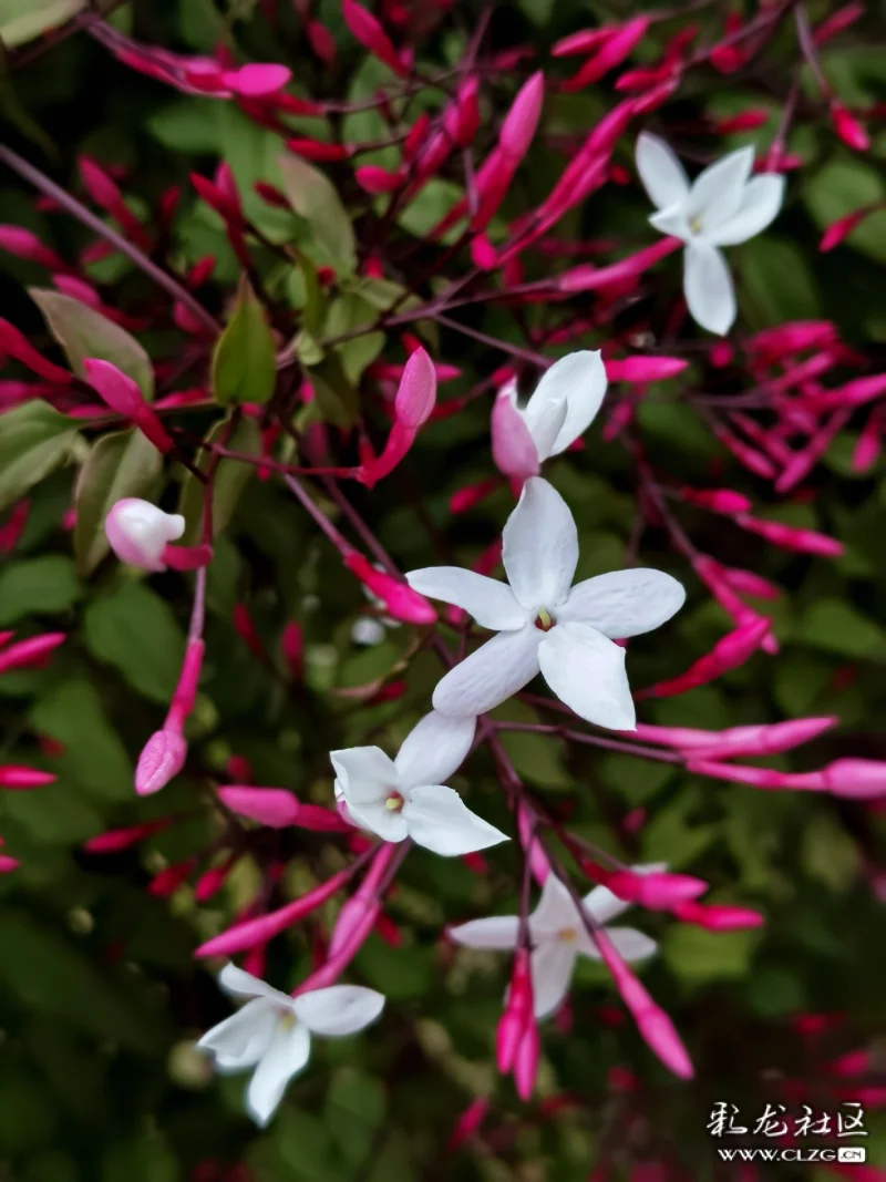 素馨花别名素英耶悉茗花野悉蜜大花茉莉四季茉莉