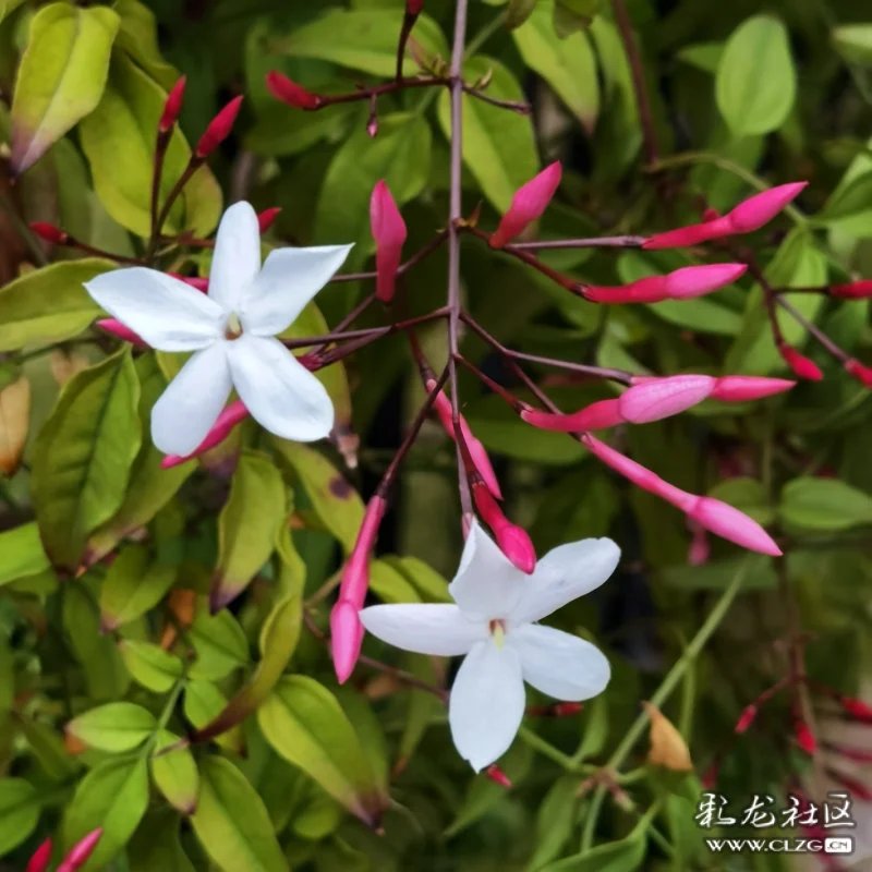 素馨花别名素英耶悉茗花野悉蜜大花茉莉四季茉莉