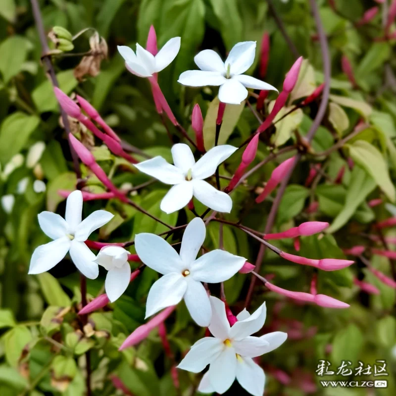 素馨花別名素英耶悉茗花野悉蜜大花茉莉四季茉莉