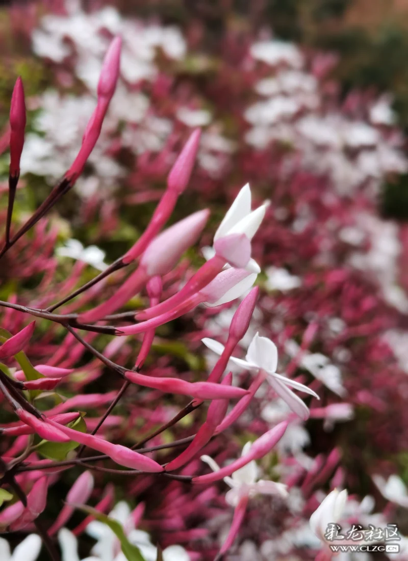 素馨花别名素英耶悉茗花野悉蜜大花茉莉四季茉莉