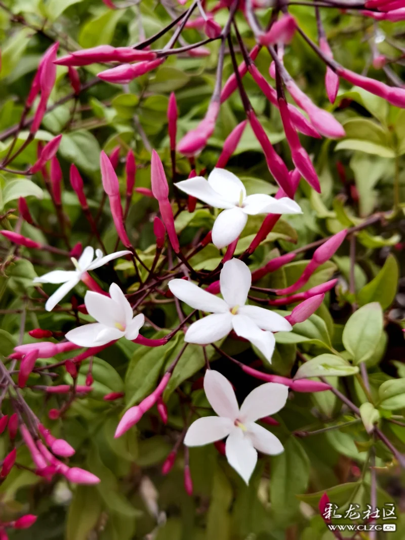 素馨花别名素英耶悉茗花野悉蜜大花茉莉四季茉莉