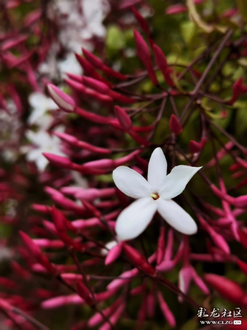 素馨花别名素英耶悉茗花野悉蜜大花茉莉四季茉莉