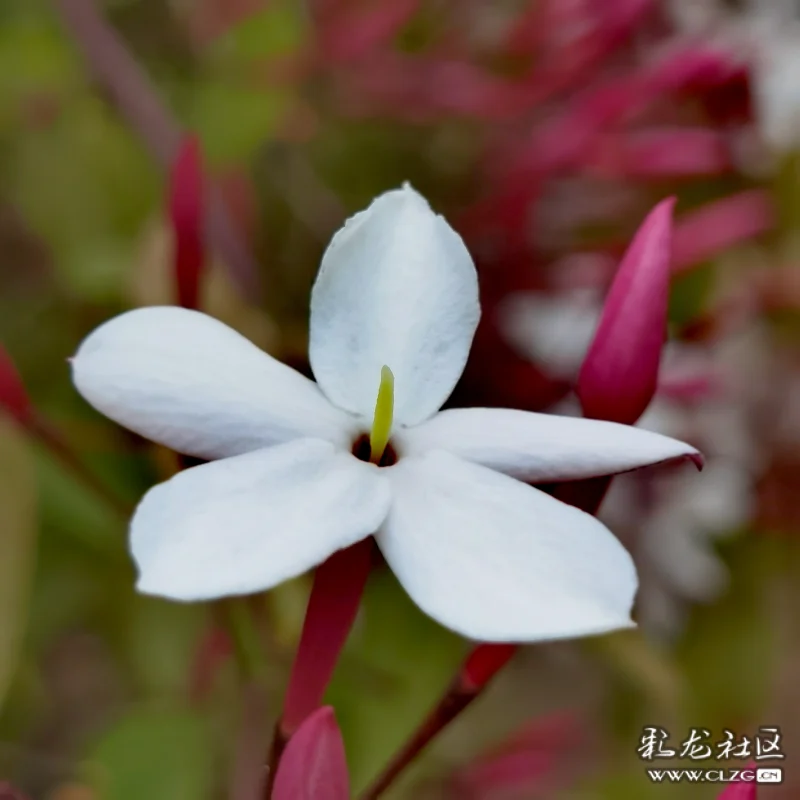 素馨花别名素英耶悉茗花野悉蜜大花茉莉四季茉莉