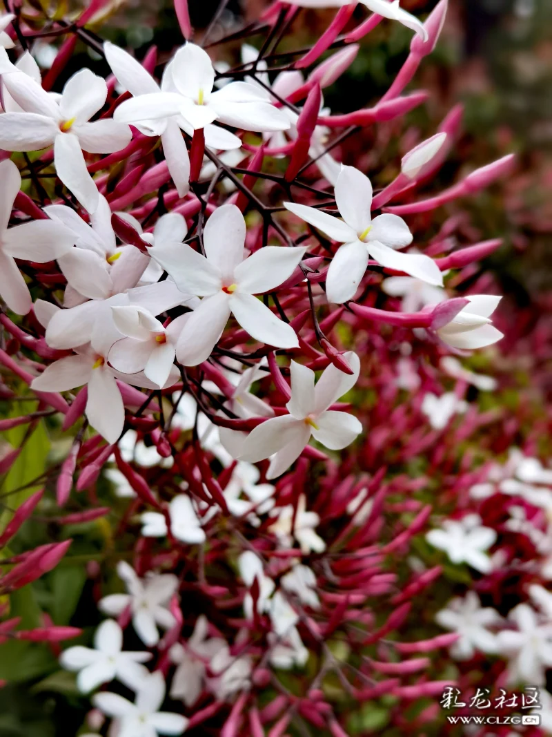 素馨花别名素英耶悉茗花野悉蜜大花茉莉四季茉莉