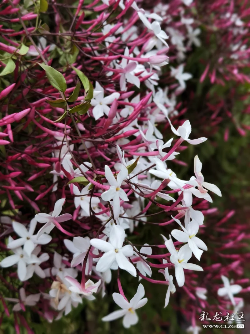 素馨花別名素英耶悉茗花野悉蜜大花茉莉四季茉莉