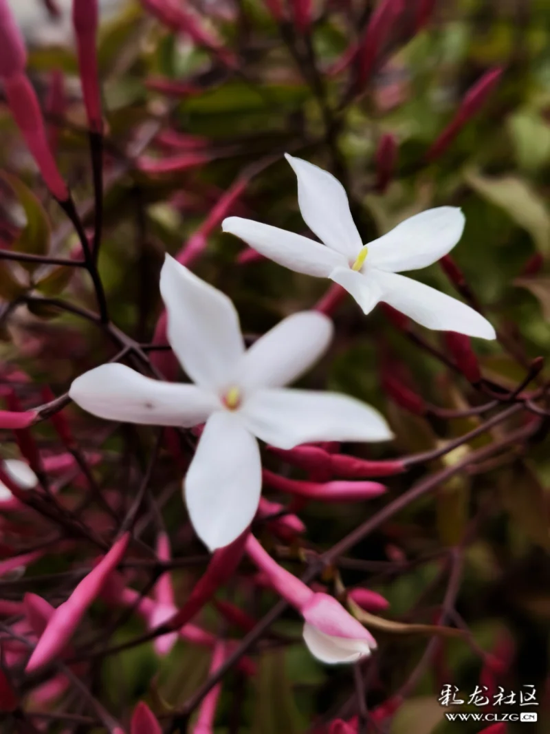 素馨花别名素英耶悉茗花野悉蜜大花茉莉四季茉莉