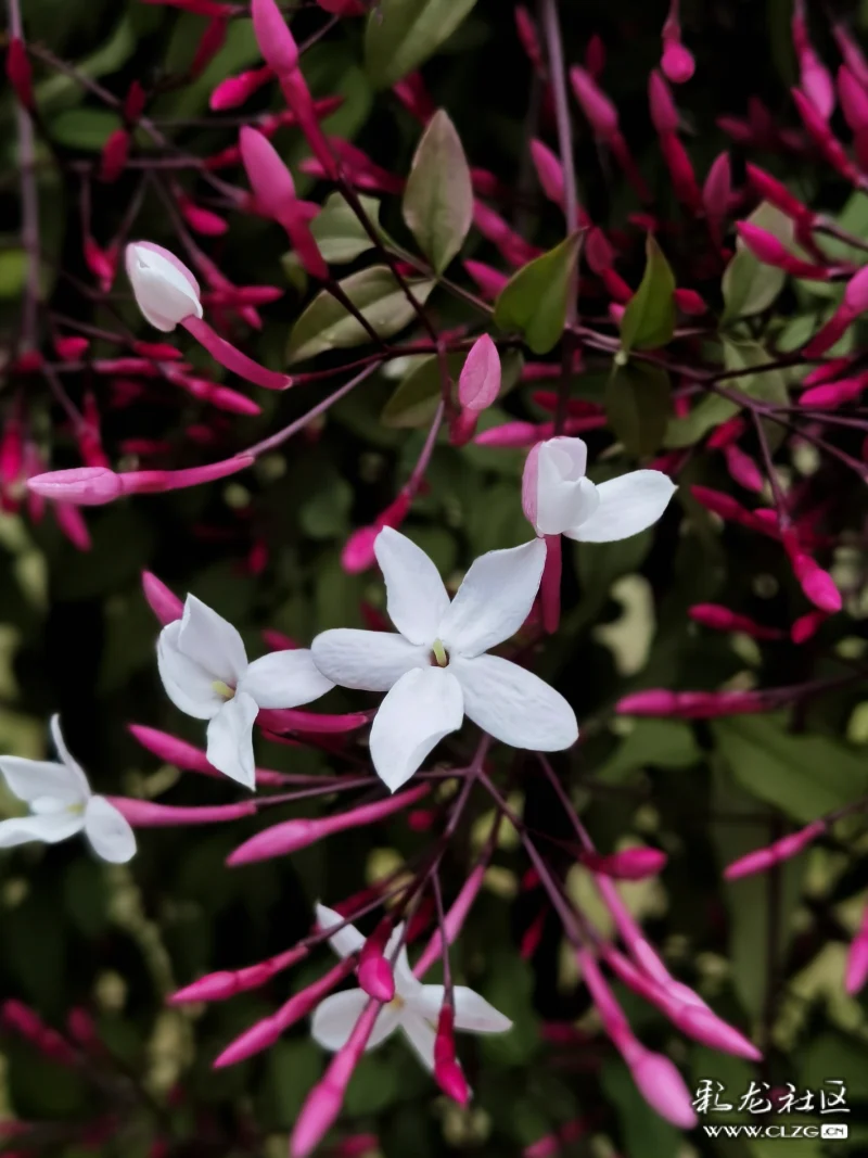 素馨花別名素英耶悉茗花野悉蜜大花茉莉四季茉莉