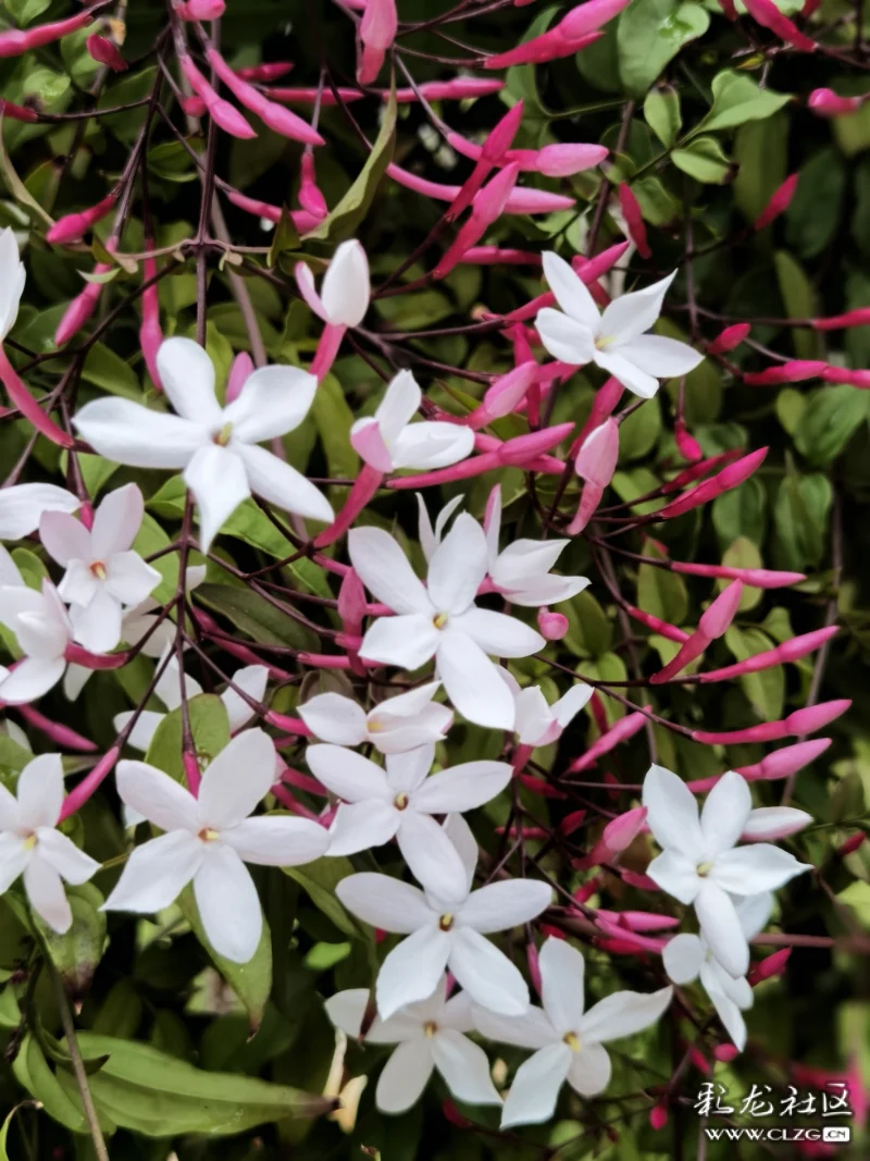 素馨花别名素英耶悉茗花野悉蜜大花茉莉四季茉莉