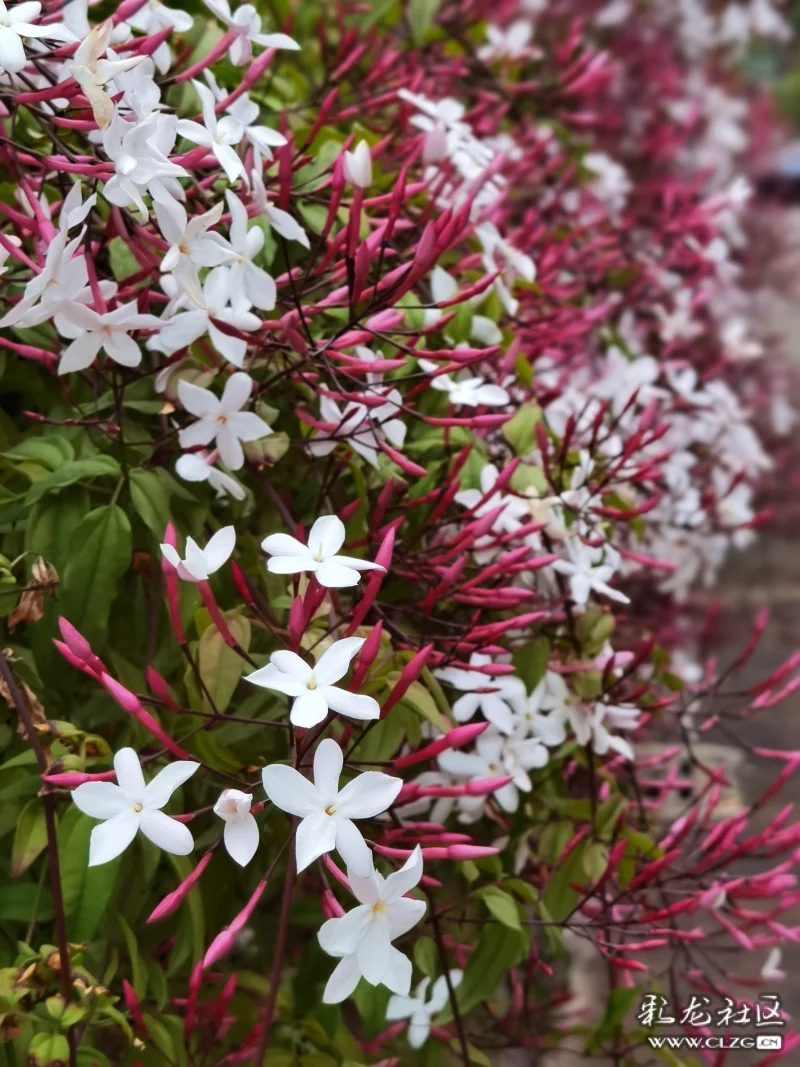 素馨花別名素英耶悉茗花野悉蜜大花茉莉四季茉莉