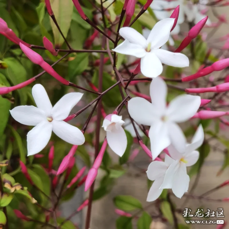 素馨花别名素英耶悉茗花野悉蜜大花茉莉四季茉莉