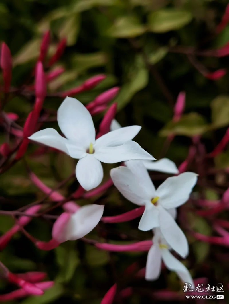 素馨花别名素英耶悉茗花野悉蜜大花茉莉四季茉莉