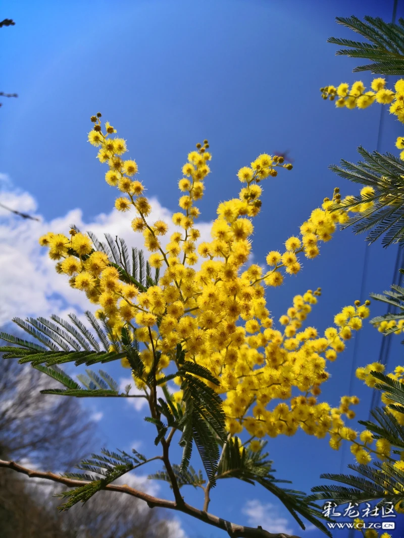 银荆花