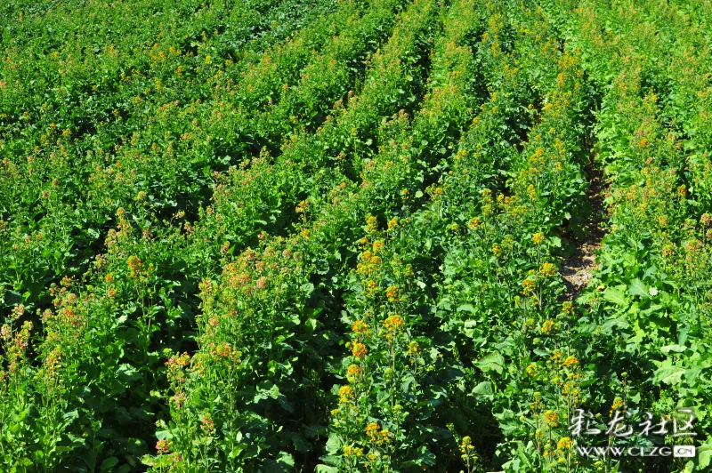 七彩油菜花閃亮登場