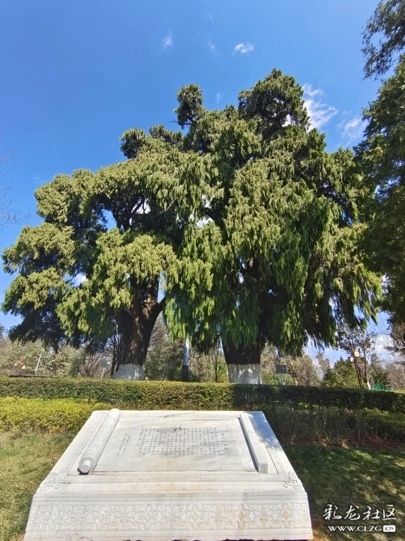 嵩阳名胜黄龙山古柏公园内的千年柏树