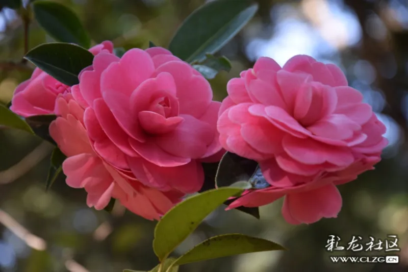 正月里来迎新春鸣凤山茶醉游人