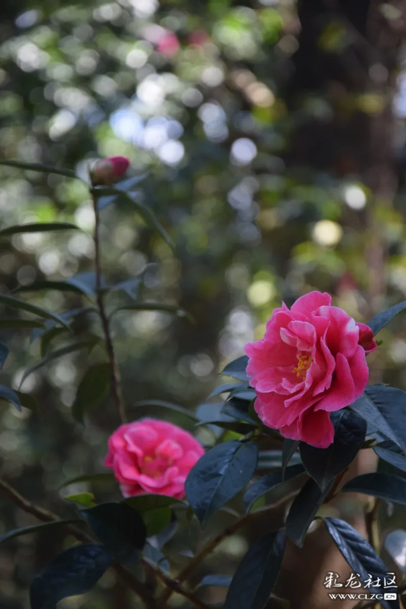 正月里来迎新春鸣凤山茶醉游人