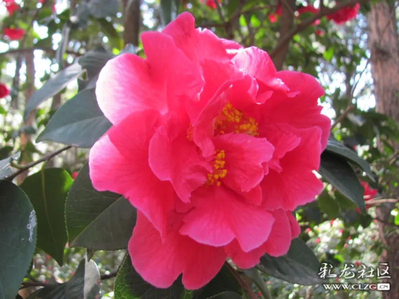 正月里来迎新春鸣凤山茶醉游人