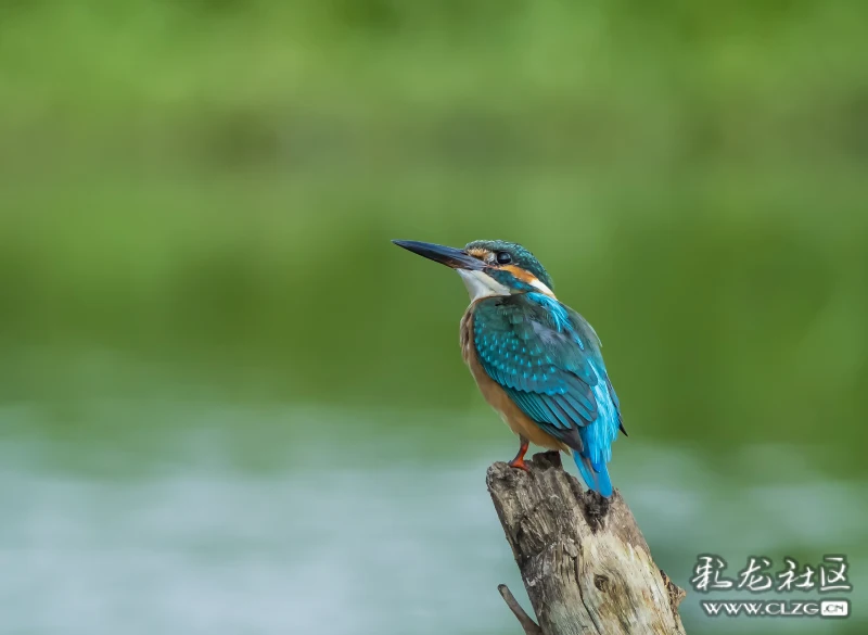 滇池百鸟集第一期春暖花开鸟鸣啁啾