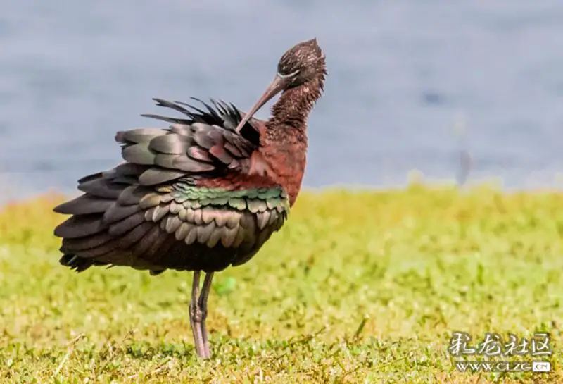 滇池百鸟集第一期春暖花开鸟鸣啁啾