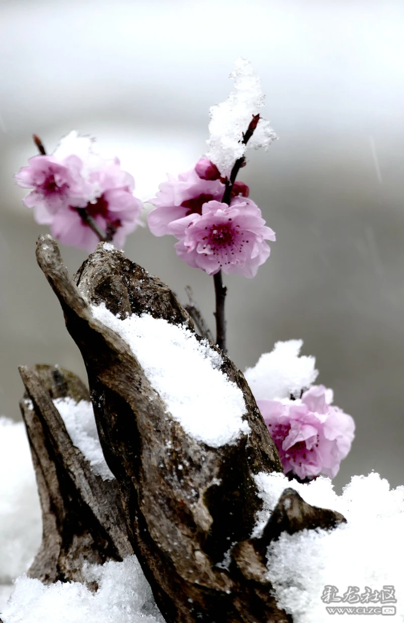 雪花挡不住红梅争春