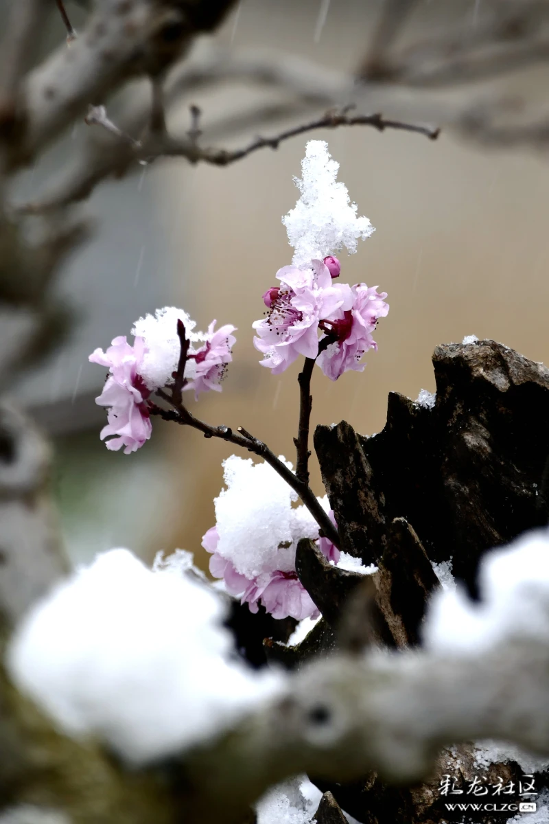 雪花擋不住紅梅爭春