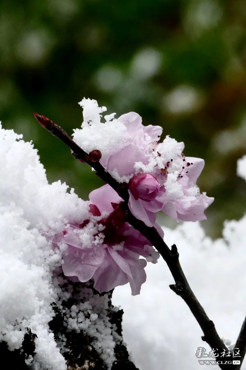 雪花挡不住红梅争春