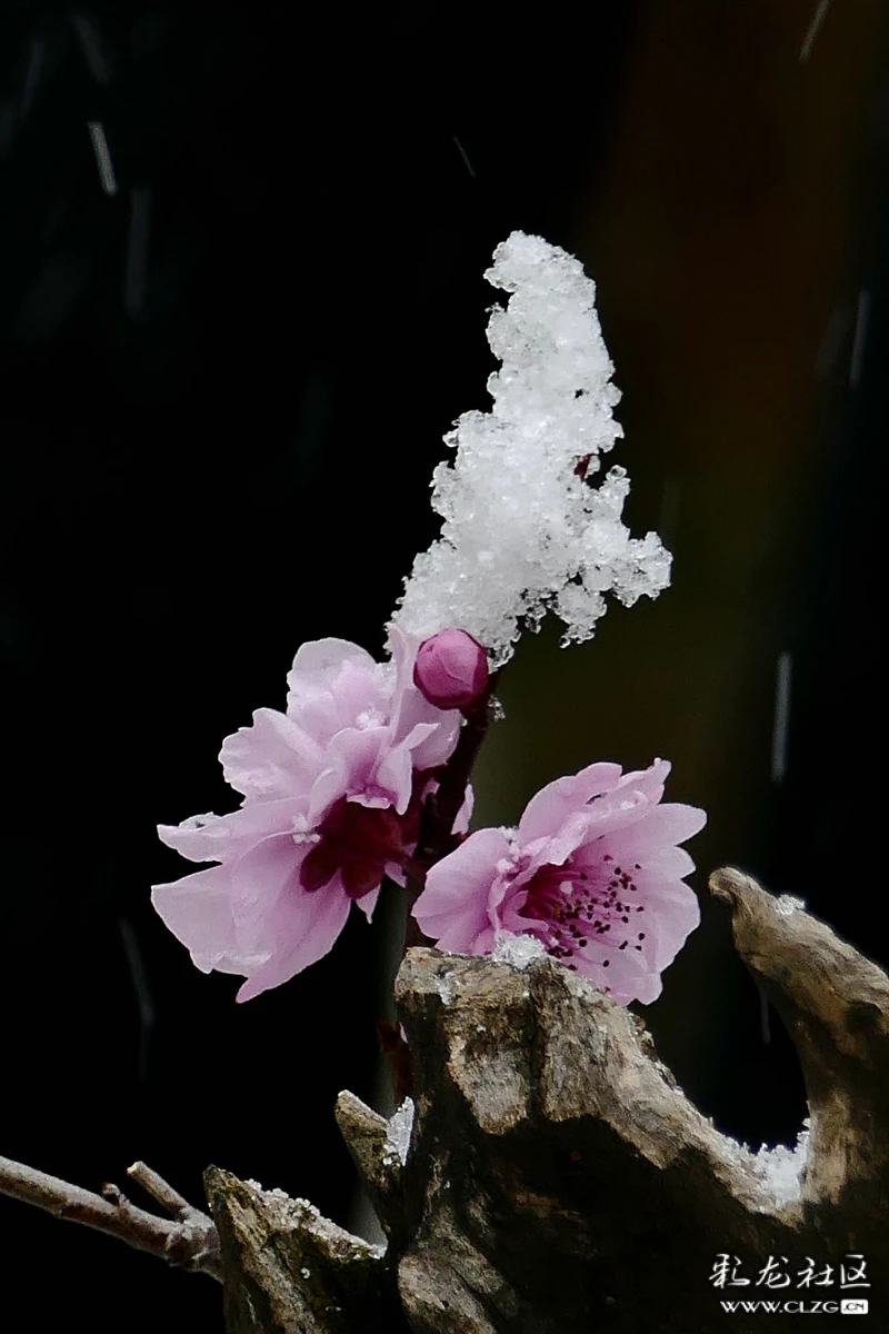 雪花擋不住紅梅爭春