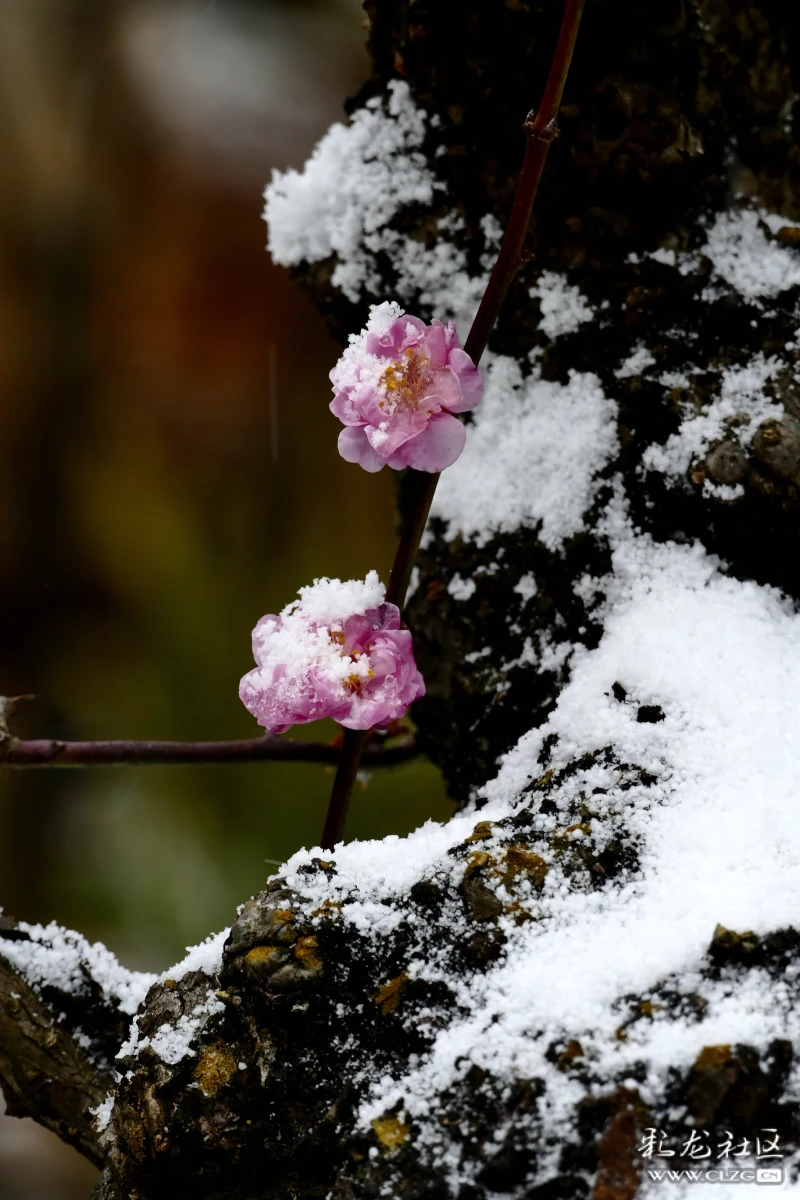 雪花挡不住红梅争春