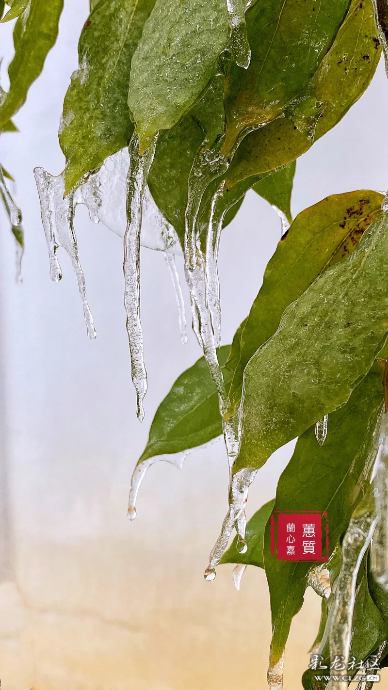 晶莹剔透冰凌挂