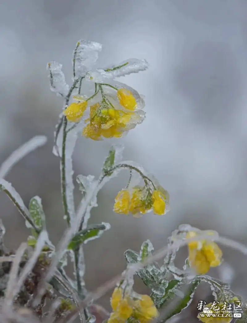 冷冷冷麻栗坡这些地方迎来冰凌雾凇奇观