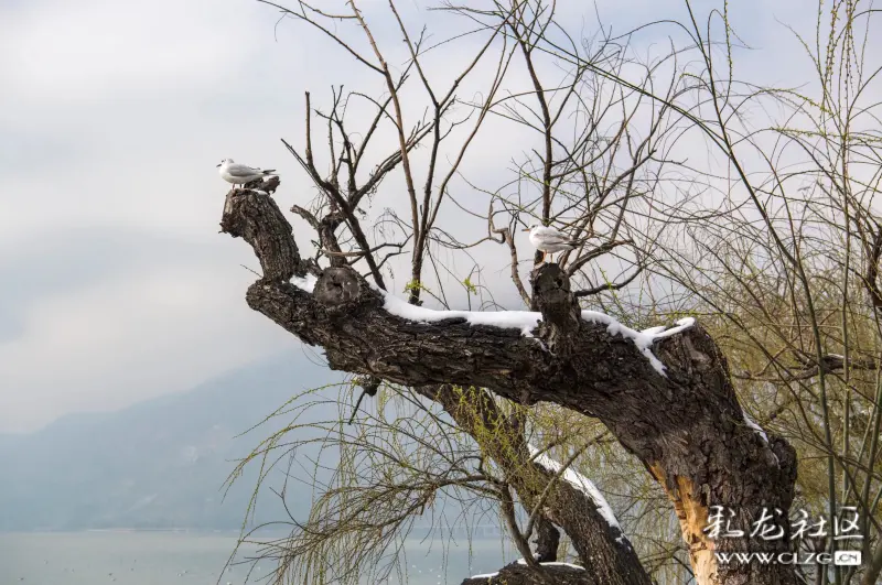 昆明雪景