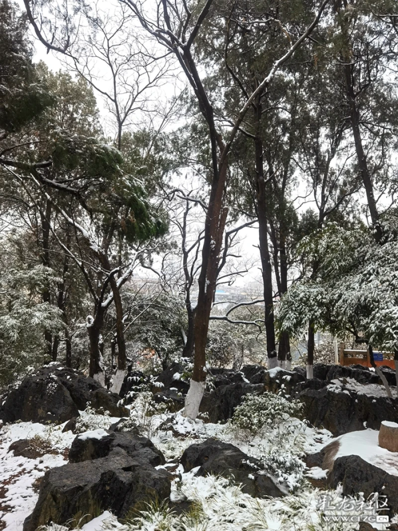 昆明下雪了春城的雪景真美丽