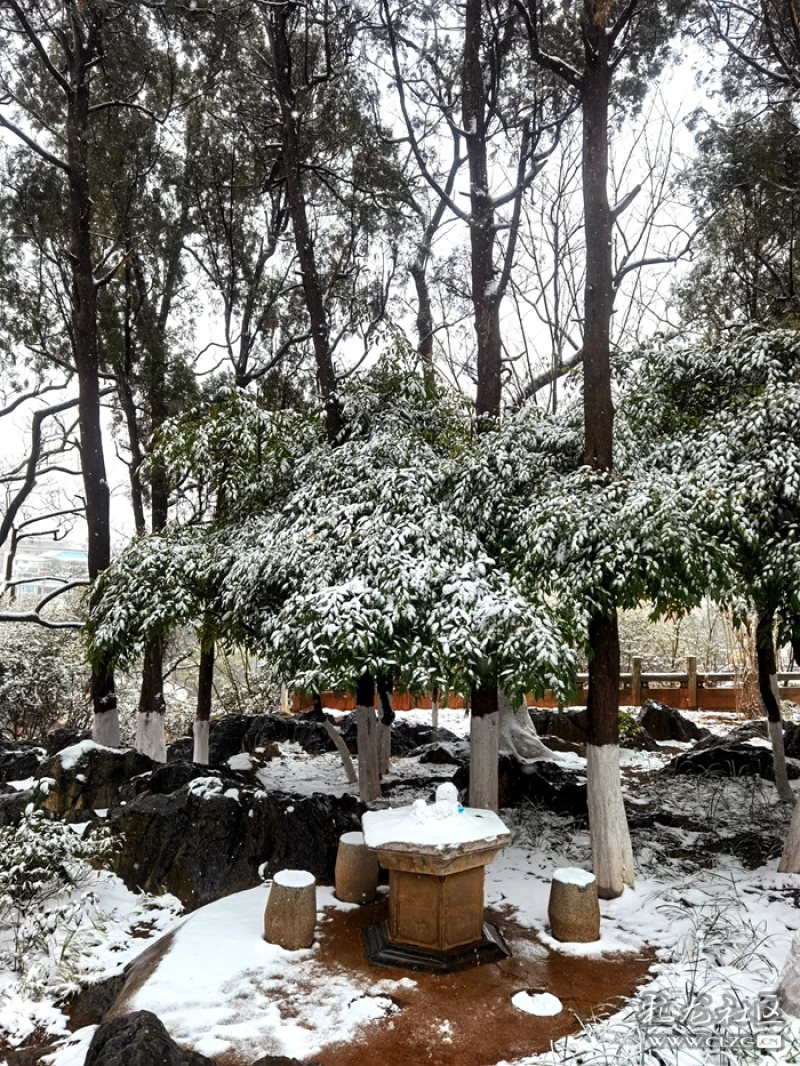 昆明下雪了春城的雪景真美丽