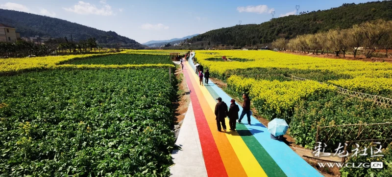 五彩水泥花道七彩油菜花