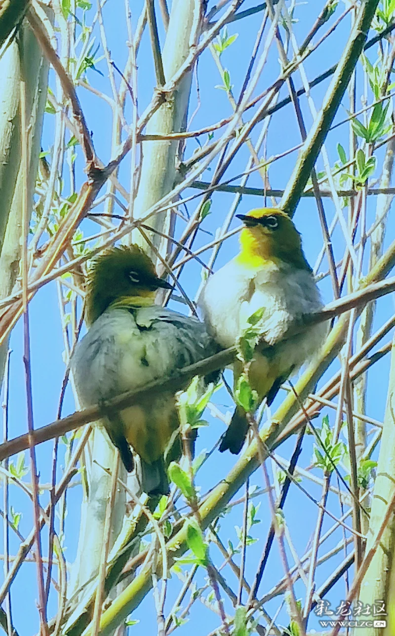 柳树发新芽暖阳下两只小鸟在枝头上嬉戏
