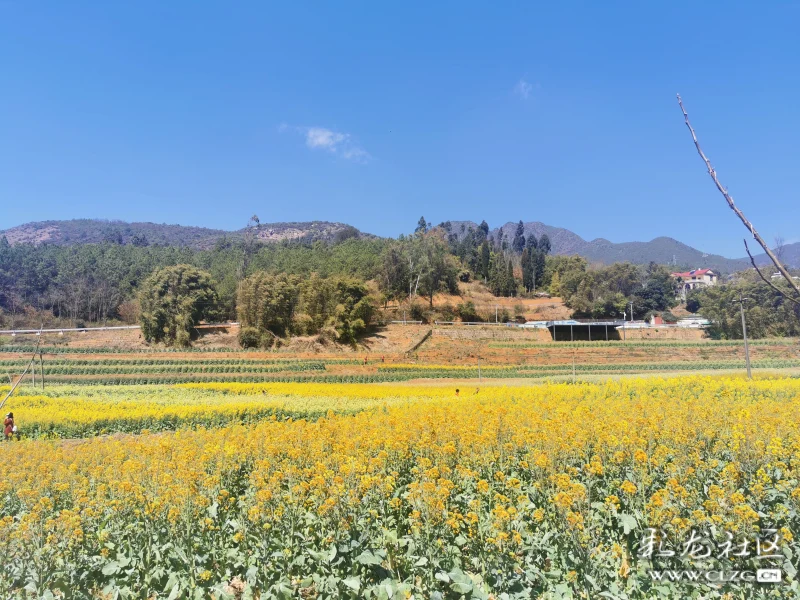 美呆了云南安宁温泉彩色油菜花田