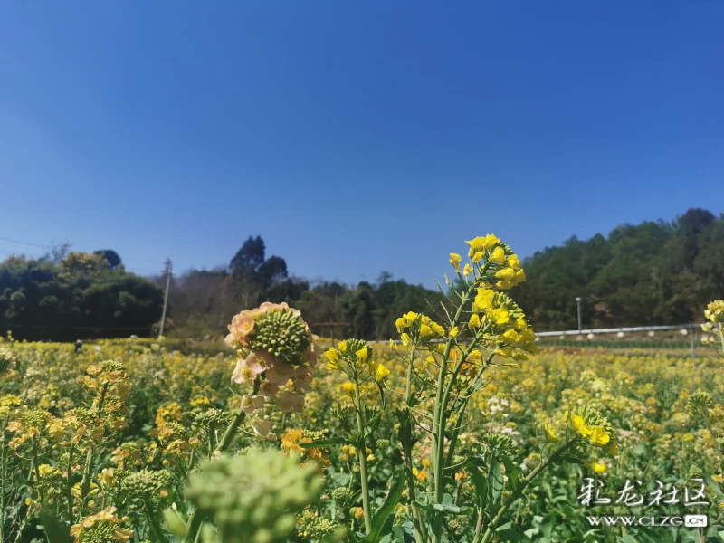 美呆了云南安宁温泉彩色油菜花田