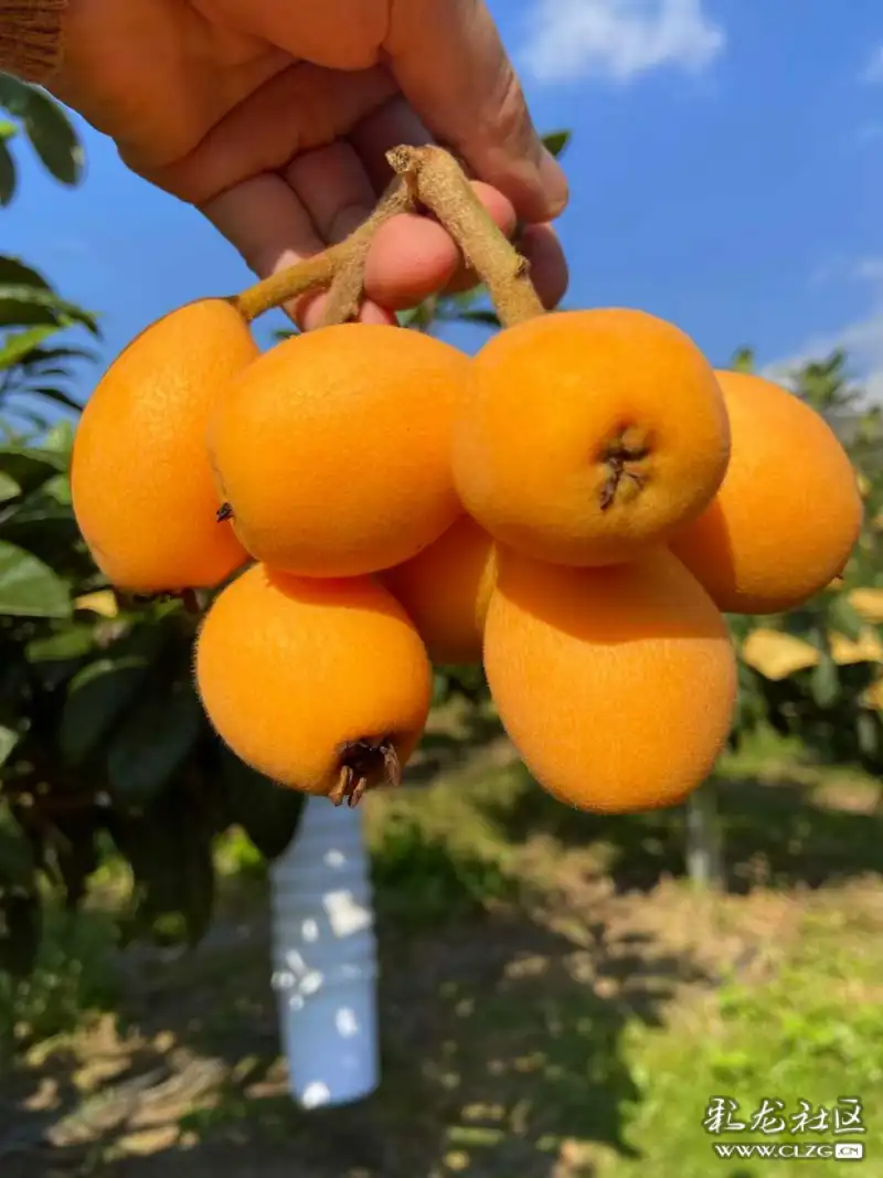 蒙自长虹枇杷